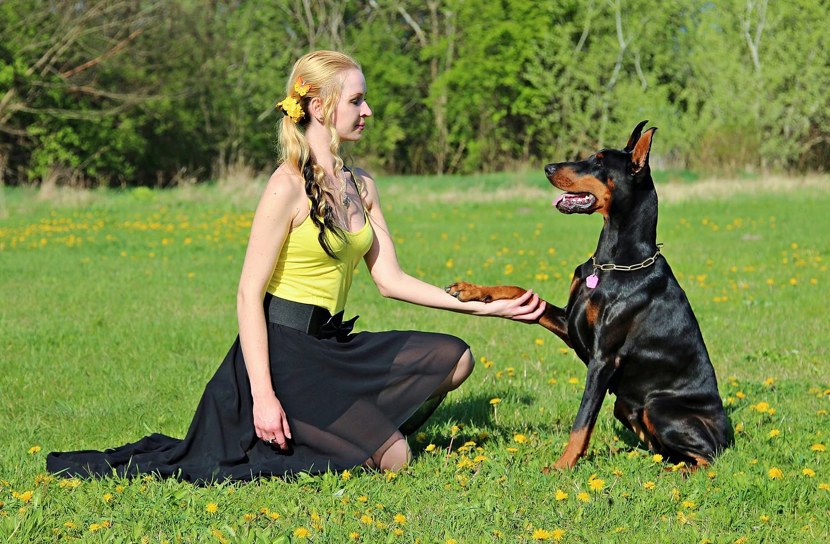 dog pet