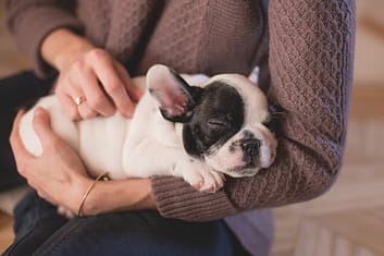 puppy dog